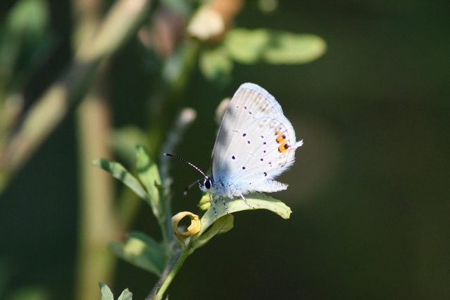 Tutti Polyommatus icarus M e F ???